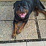 rottweiler, dog, pet, smiling, tongue_out, outdoor, stone_patio, tile_floor, happy, canine, animal, fur, mammal, laying_down, resting, black_and_brown, close_up, friendly, companion, playful