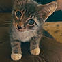 Boots joined the competition — help win amazing prizes! kitten, cat, pet, indoor, close_up, curious, whiskers, paws, feline, young_animal, cute, fur, animal, looking, portrait, small, domestic_animal, soft_lighting, brown, gray