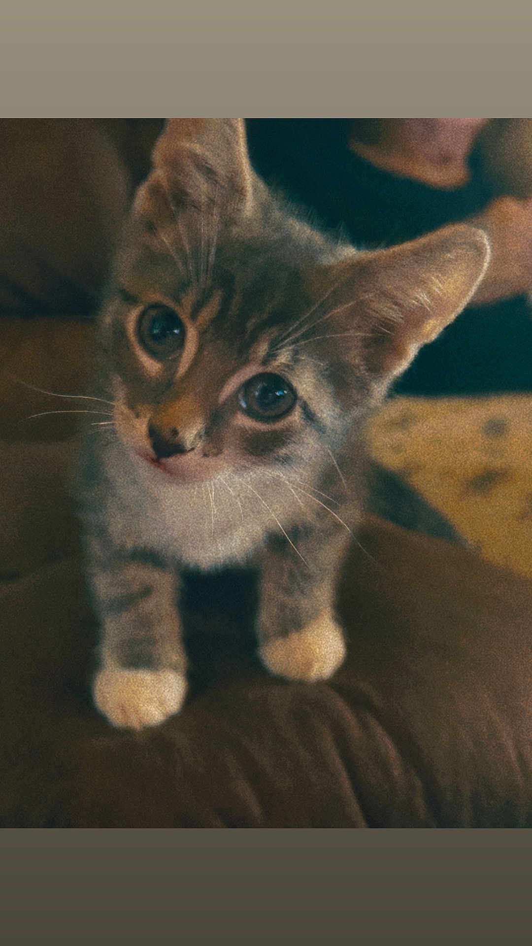 Boots joined the competition — help win amazing prizes! kitten, cat, pet, indoor, close_up, curious, whiskers, paws, feline, young_animal, cute, fur, animal, looking, portrait, small, domestic_animal, soft_lighting, brown, gray
