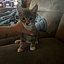 Boots is registered to the contest to win money with this photo: kitten, cat, pet, animal, gray, white, small, cute, hand, couch, blanket, indoor, furniture, cozy, fur, whiskers, eyes, paw, living_room, comfort