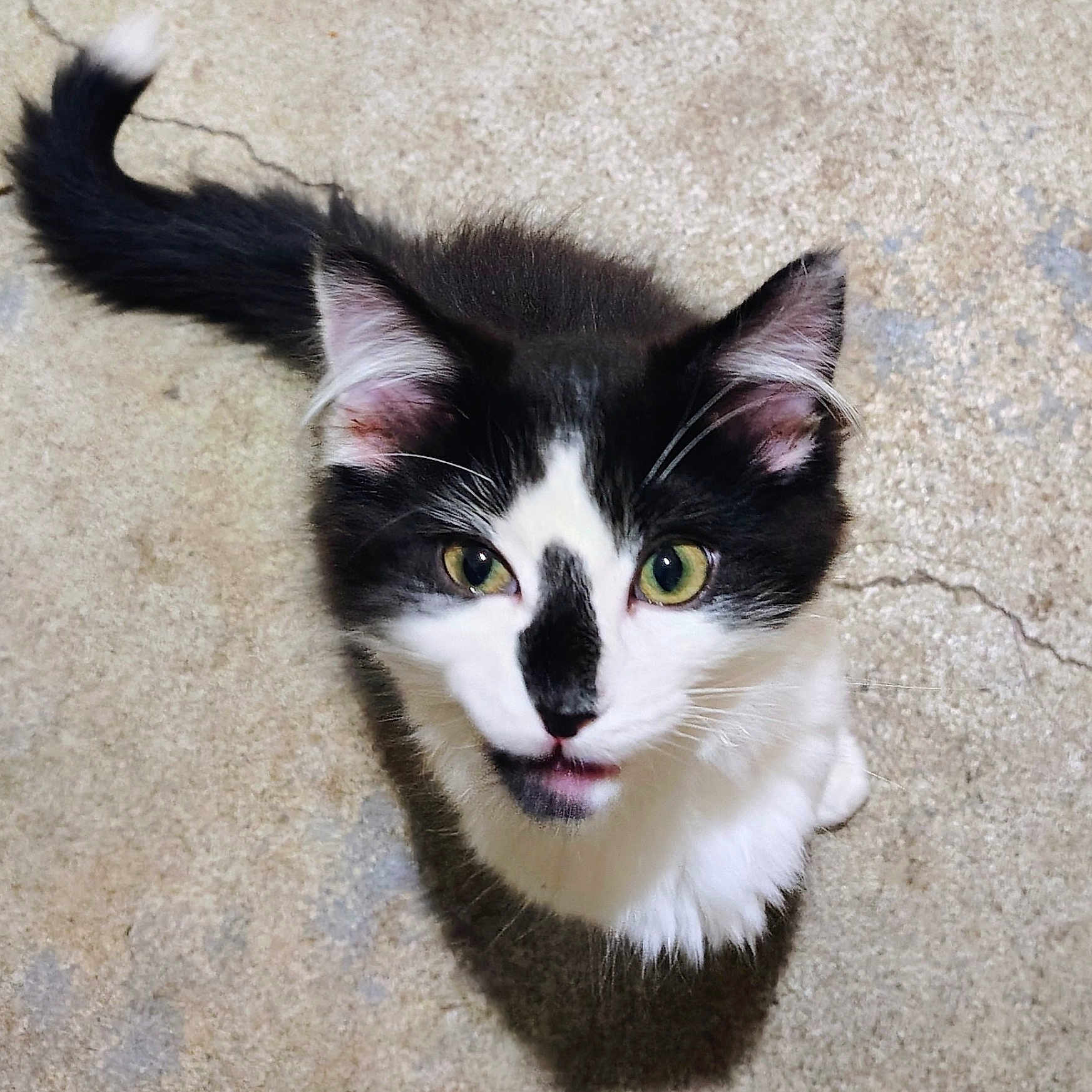 Oreo joined the competition — help win amazing prizes! adorable, animal, black_and_white, cat, concrete_floor, curious, cute, eyes, feline, fur, indoor, kitten, looking_up, pet, playful, portrait, small, tail, whiskers, young
