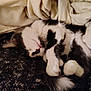 Oreo joined the competition — help win amazing prizes! cat, sleeping, black_and_white, fur, blanket, cozy, nap, paw, tail, whiskers, soft, domestic_animal, pet, rest, indoor, cute, animal, comfort, fur_pattern, relaxation