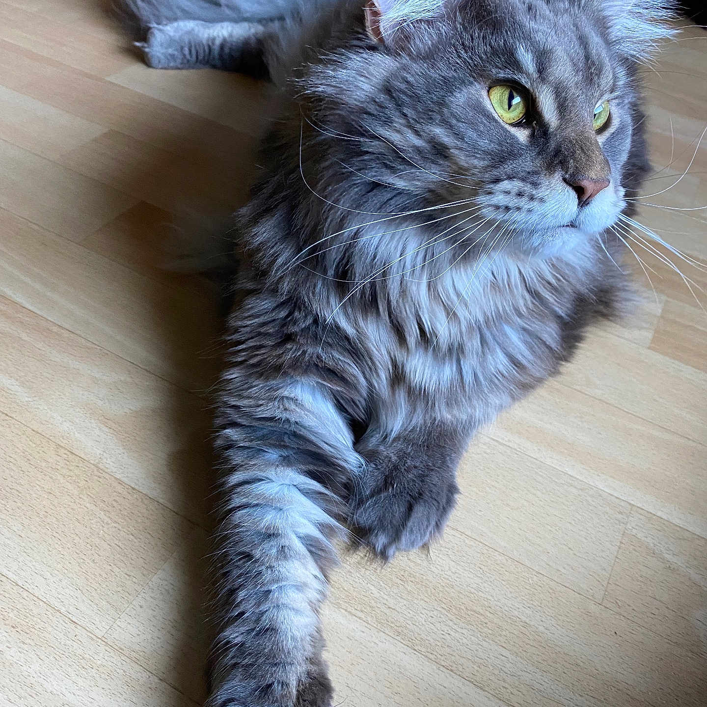Ulysse a rejoint le concours — aidez-le/la à gagner de superbes lots ! abyssinian, angora, animal, brasssection, cat, couch, furniture, hardwood, horn, indoors, interiordesign, kitten, manx, musicalinstrument, person, pet, plywood, sleeping, snout, wood