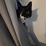 Desquiens participe au concours pour gagner de l'argent avec cette photo : animal, black_and_white, cat, close_up, curious, curtain, feline, home, indoor, peeking, pet, portrait, shadow, soft_light, texture, tuxedo_cat, wall, whiskers, window, yellow_eyes