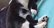 Desquiens a rejoint le concours — aidez-le/la à gagner de superbes lots ! bed, black_and_white, blanket, blue_blanket, cat, cozy, cute, domestic_cat, feline, fur, indoor, lying_down, paws, pet, relaxed, resting, sleepy, soft_texture, tuxedo_cat, whiskers