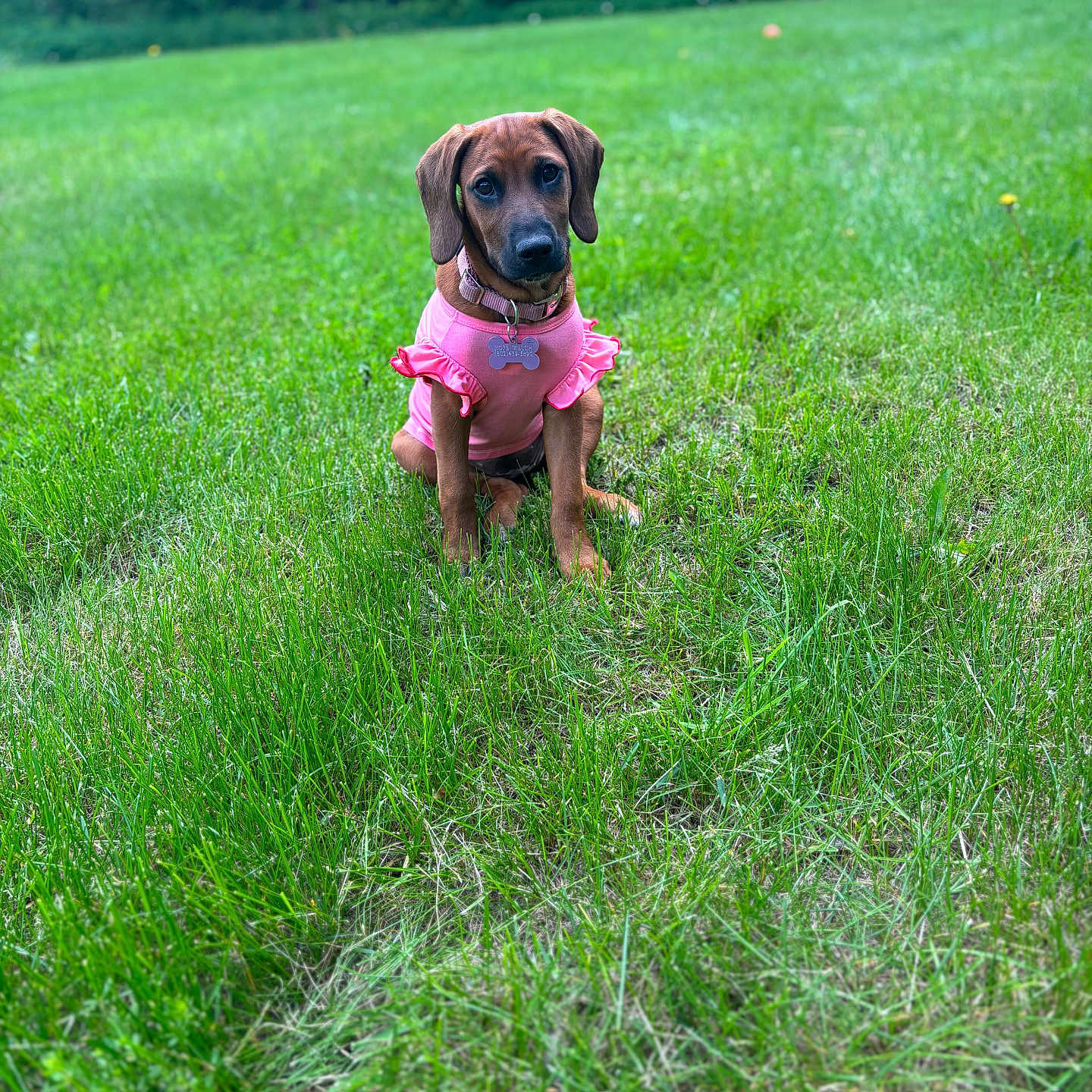 Nala joined the competition — help win amazing prizes! adorable, animal, canine, clothing, collar, cute, dog, friendly, garden, grass, greenery, nature, outdoor, pet, pink, portrait, puppy, sitting, summer, young_dog