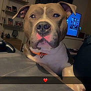 Ulko a rejoint le concours — aidez-le/la à gagner de superbes lots ! dog, pitbull, pet, indoor, bed, shelf, photoframe, tv, curtains, orange_collar, snout, paw, cozy, living_room, relaxed, animal, canine, muzzle, fur, portrait