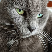 Amy joined the competition — help win amazing prizes! cat, gray_cat, close_up, green_eyes, whiskers, fur, pet, animal, face, portrait, indoor, cute, feline, muzzle, ears, nose, soft_texture, domestic_cat, looking_away, calm