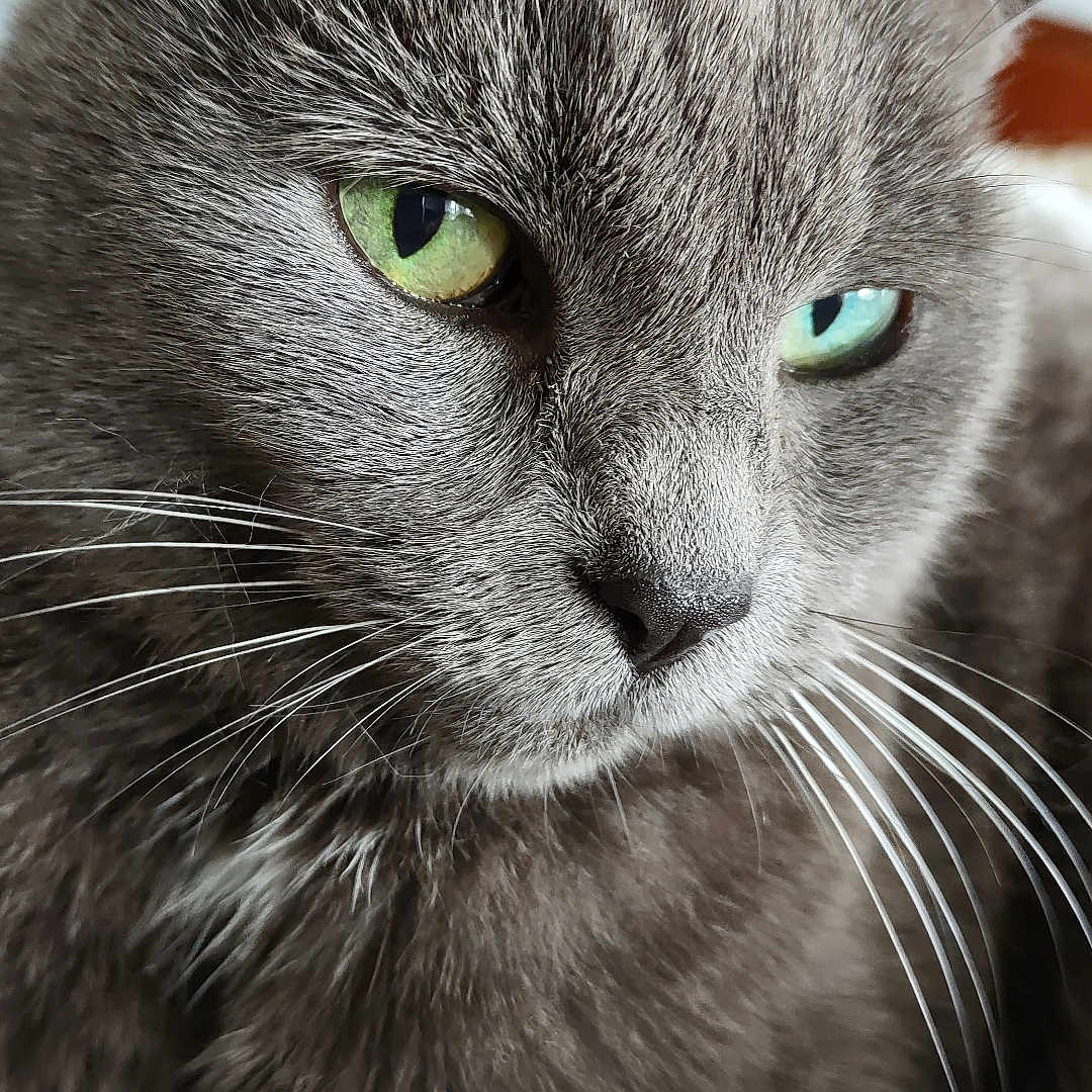 Amy