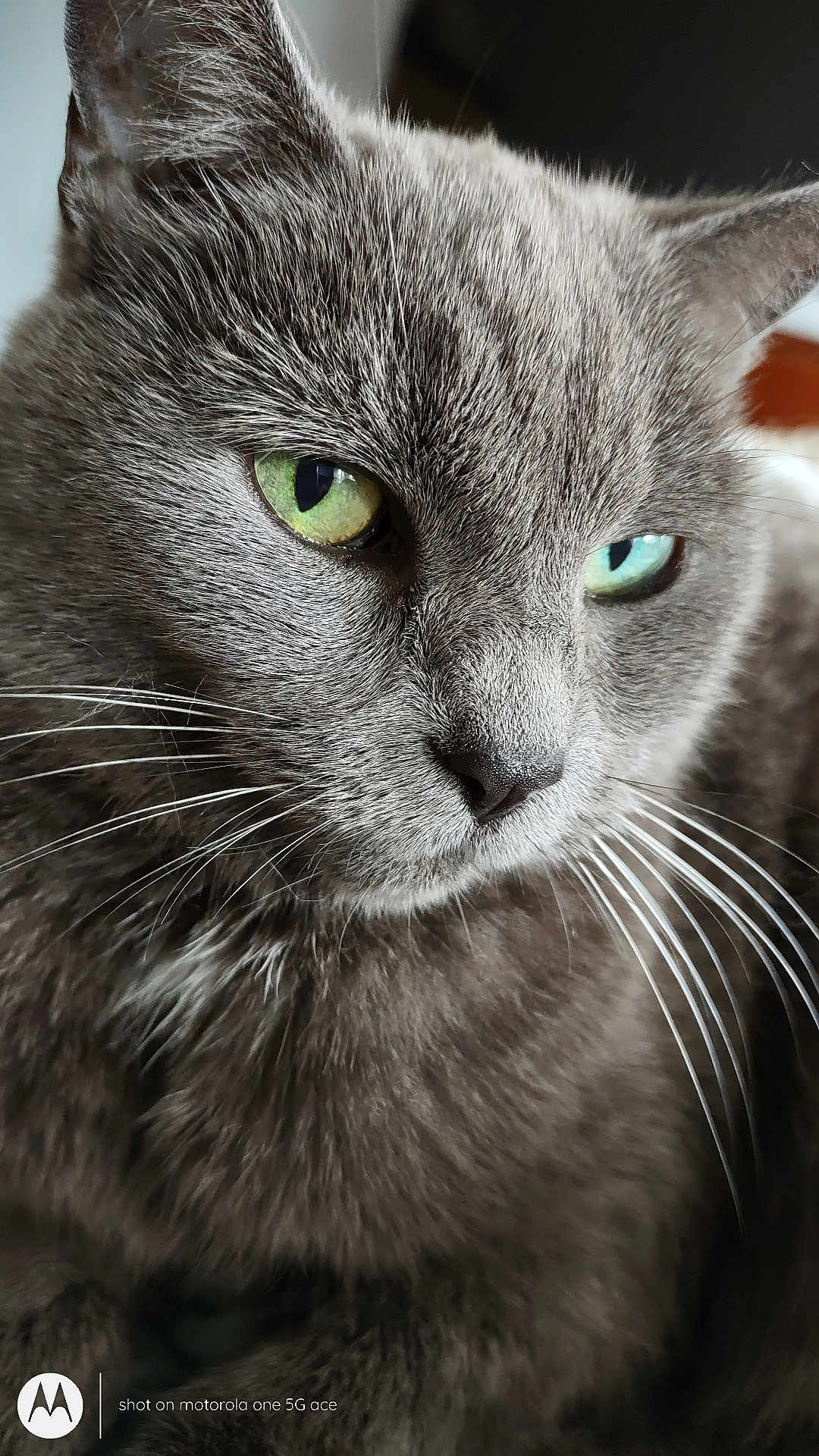 Amy joined the competition — help win amazing prizes! cat, gray_cat, close_up, green_eyes, whiskers, fur, pet, animal, face, portrait, indoor, cute, feline, muzzle, ears, nose, soft_texture, domestic_cat, looking_away, calm