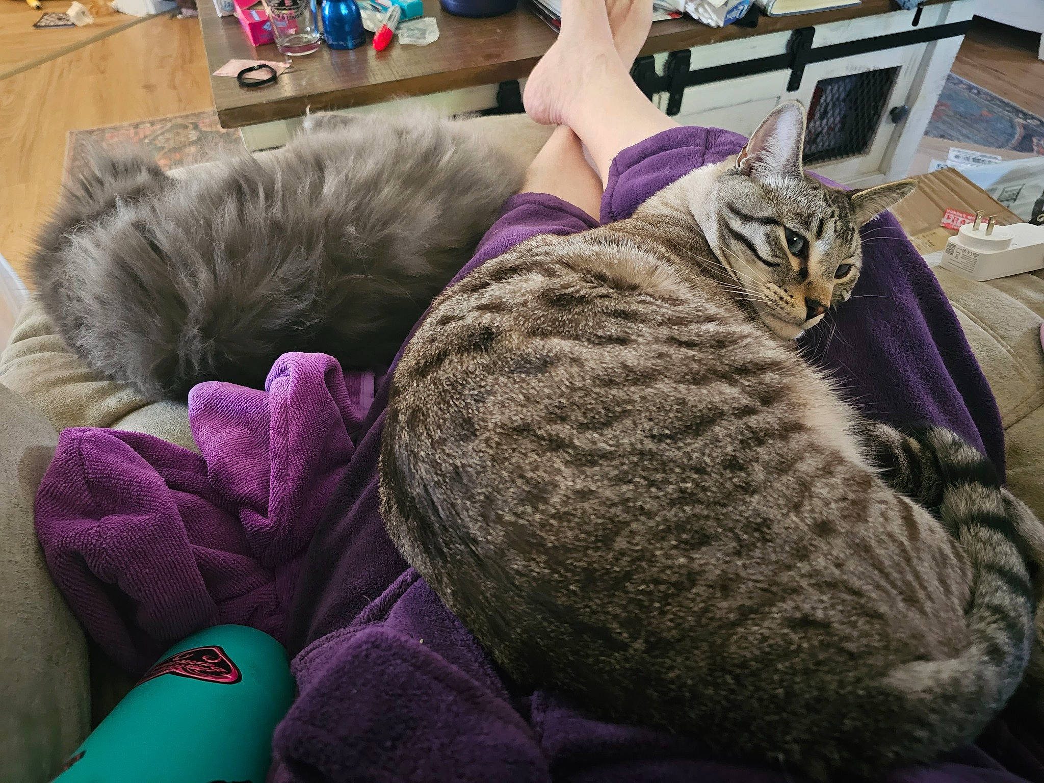 Harley D joined the competition — help win amazing prizes! carnivore, cat, comfort, computer, computer_keyboard, couch, domestic_short_haired_cat, felidae, fur, lap, magenta, mammal, nap, personal_computer, purple, room, small_to_medium_sized_cats, toy, whiskers, wool