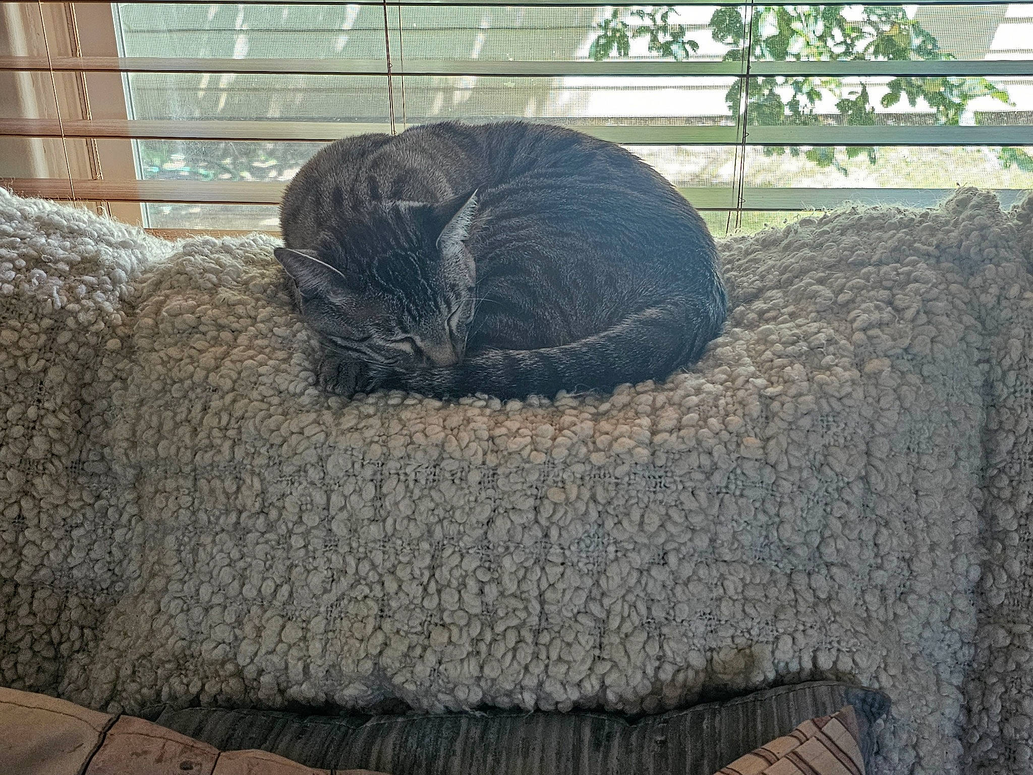 Harley D is registered to the contest to win money with this photo: ancient_history, art, artifact, automotive_tire, automotive_wheel_system, bedrock, circle, environmental_art, grass, hay, history, plant, rock, sculpture, snout, straw, terrestrial_animal, wood