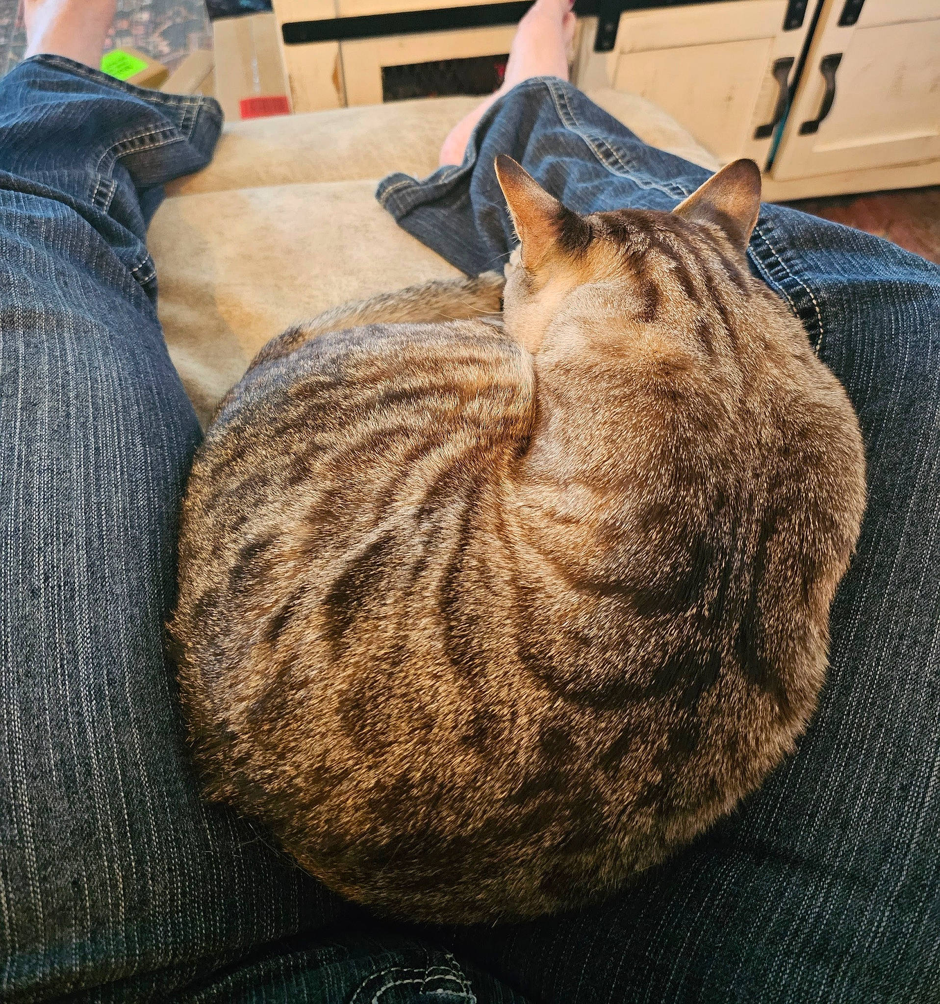 Harley D is registered to the contest to win money with this photo: carnivore, cat, comfort, felidae, fruit, fur, hat, knitting, pattern, small_to_medium_sized_cats, tail, thread, whiskers, wood, wool, woolen, woven_fabric