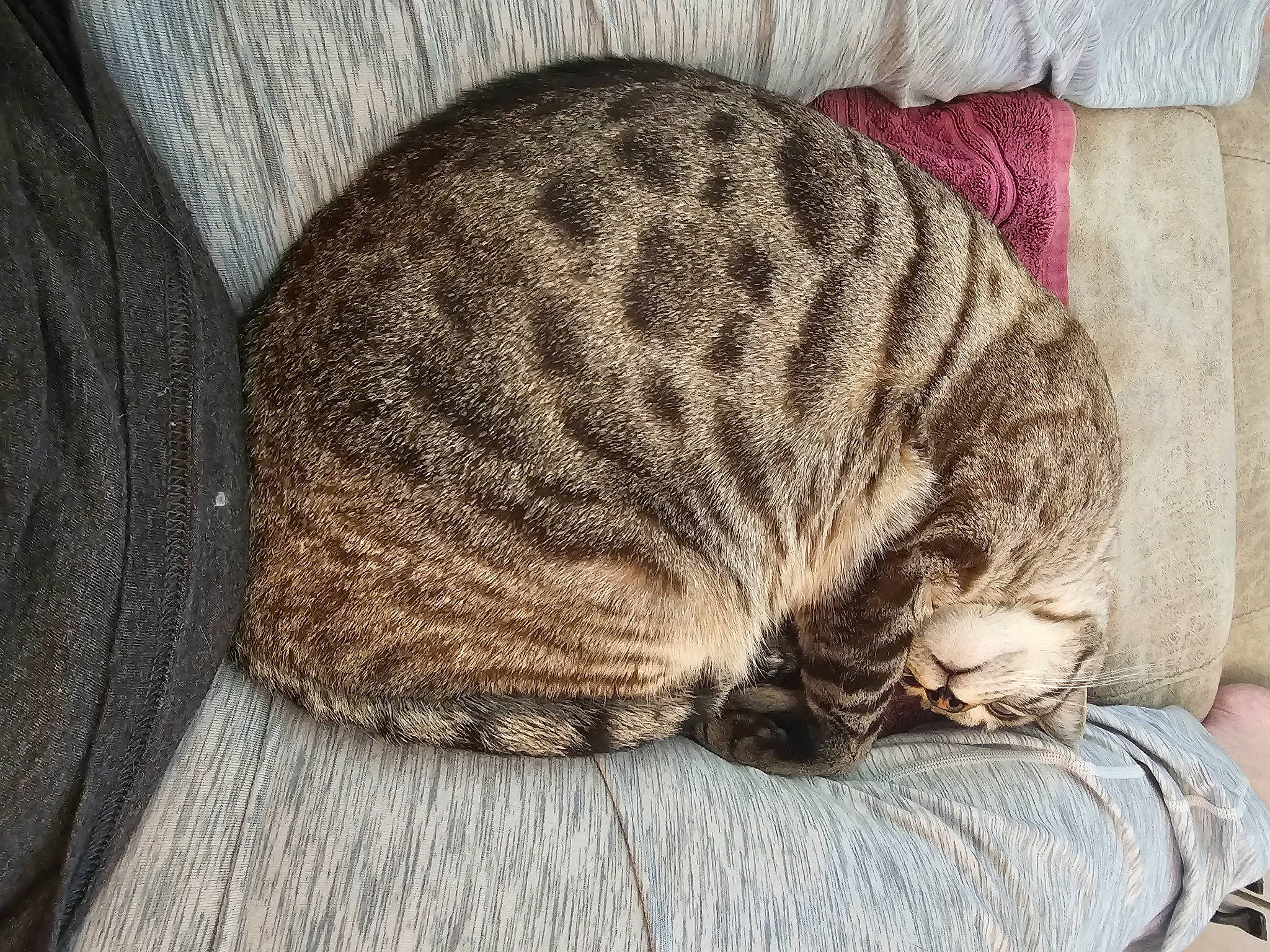 Harley D joined the competition — help win amazing prizes! art, beanie, cap, carnivore, cat, comfort, fawn, felidae, fur, grey, hat, knit_cap, small_to_medium_sized_cats, snout, tail, terrestrial_animal, thread, whiskers, wool, woolen