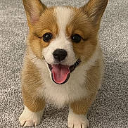Bonnie joined the competition — help win amazing prizes! corgi, puppy, dog, pet, cute, happy, smiling, ears, carpet, fur, animal, canine, tongue, small, standing, indoor, adorable, friendly, young, playful