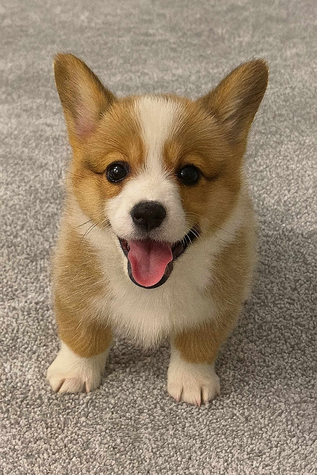 Bonnie joined the competition — help win amazing prizes! corgi, puppy, dog, pet, cute, happy, smiling, ears, carpet, fur, animal, canine, tongue, small, standing, indoor, adorable, friendly, young, playful