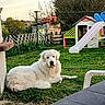 animal, backyard, daylight, dog, fence, garden, grass, house, leisure, nature, outdoor, peaceful, pet, playground, playhouse, relaxing, slide, summer, trees, white_dog