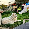 afternoon, animal, backyard, canine, dog, fence, grass, greenery, leisure, nature, outdoor, pet, playhouse, quiet, relaxation, resting, slide, sunset, tree, white_dog