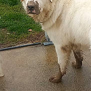 Ulk participe au concours pour gagner de l'argent avec cette photo : animal, canine, concrete, dirty, dog, ears, fur, grass, guilty_look, messy, mud, muzzle, nature, outdoor, paws, pet, standing, wet, white_dog, yard