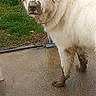 animal, canine, concrete, dirty, dog, ears, fur, grass, guilty_look, messy, mud, muzzle, nature, outdoor, paws, pet, standing, wet, white_dog, yard