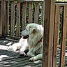 canine, collar, daylight, dog, fluffy_dog, fur, greenery, nature, outdoor, pet, plants, relaxed, resting, shadow, side_view, summer, sunlight, white_dog, wooden_deck, wooden_railing