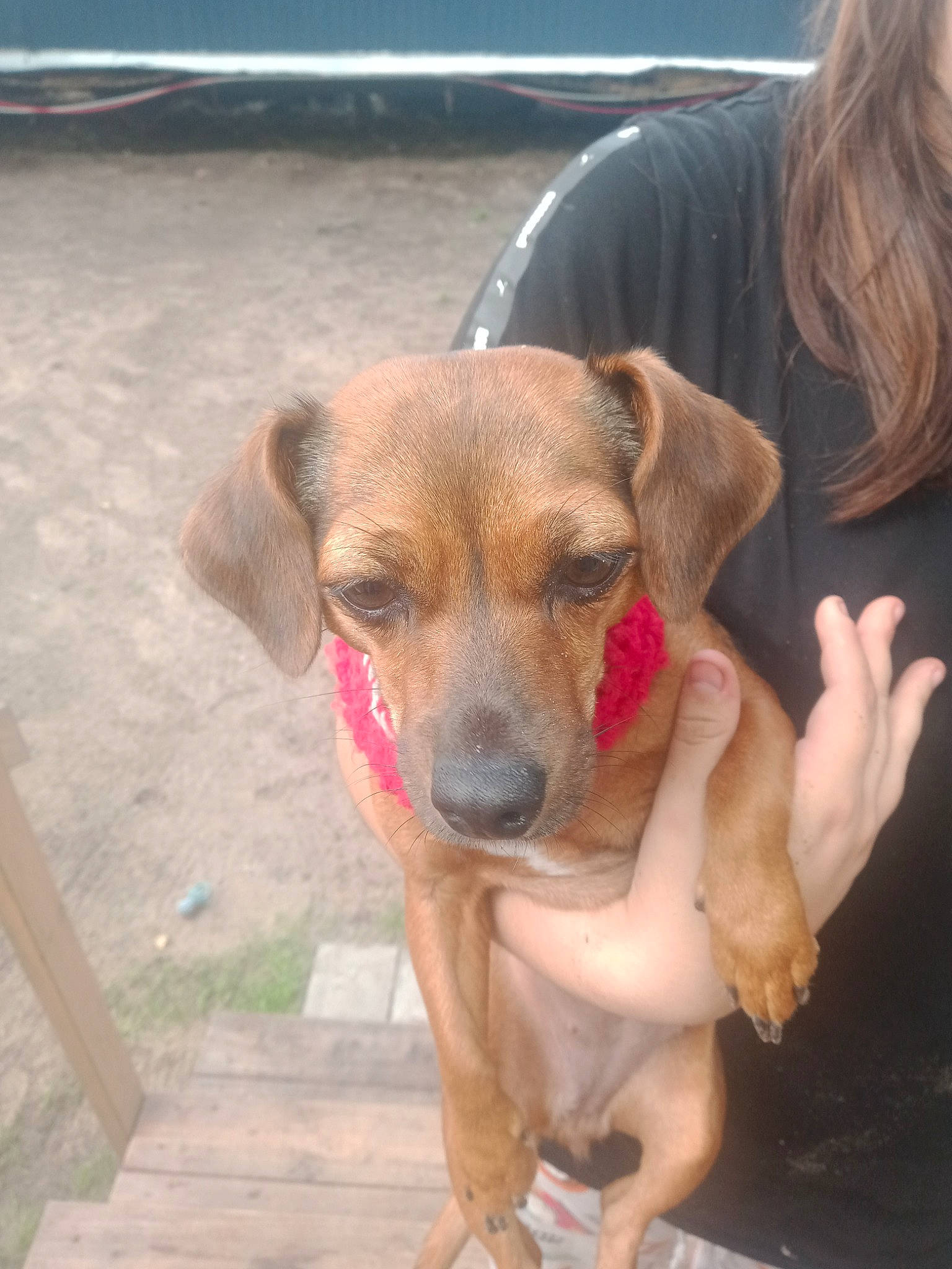 Abby joined the competition — help win amazing prizes! canidae, carnivore, collar, companion_dog, dog, dog_breed, fawn, hunting_dog, paw, pet_supply, puppy, scent_hound, snout, sporting_group, street_dog, working_animal, working_dog