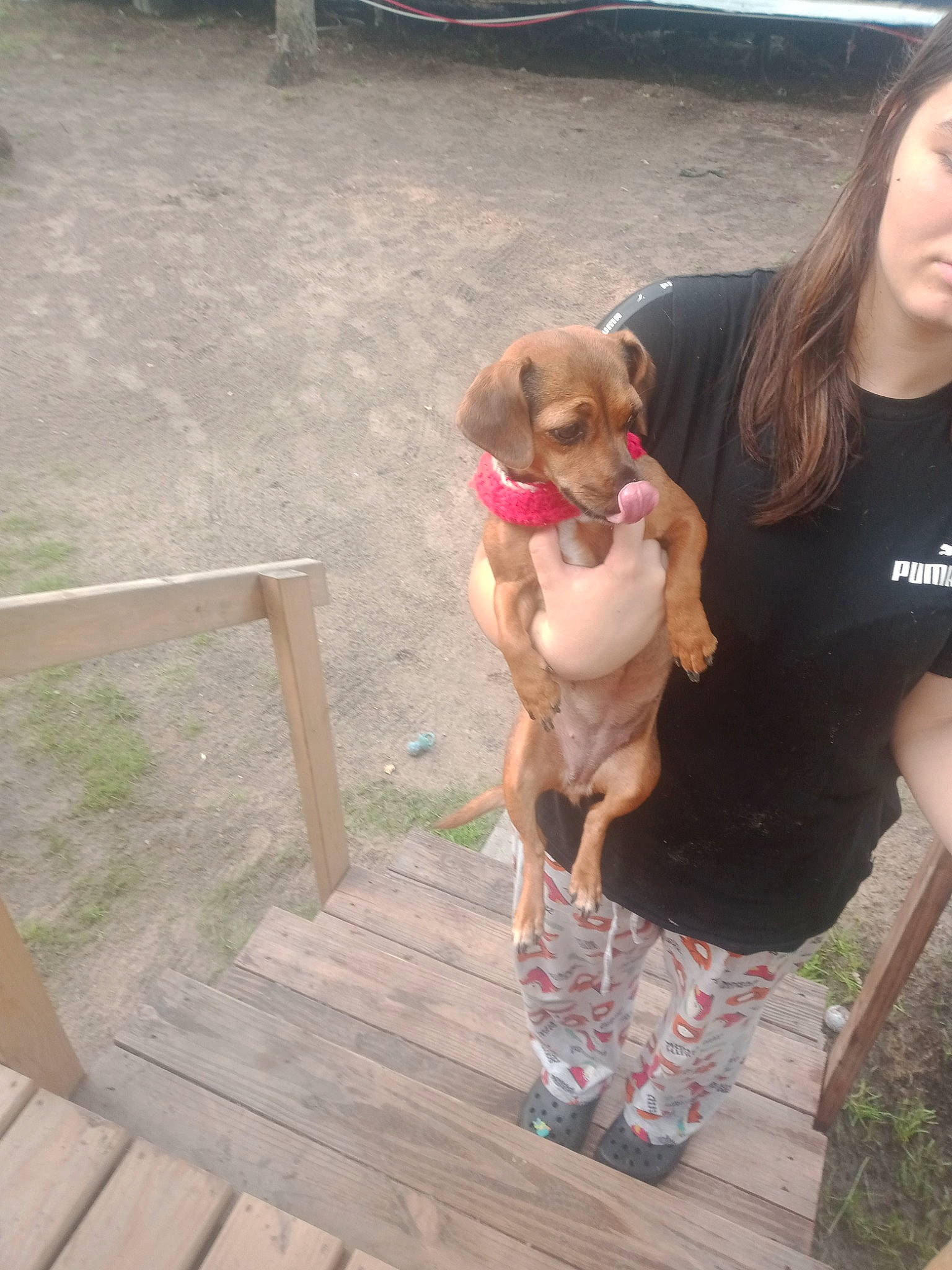 Abby joined the competition — help win amazing prizes! canidae, carnivore, collar, companion_dog, dog, dog_breed, dog_collar, fashion_accessory, fawn, hardwood, leash, liver, pet_supply, plank, plant, smile, thigh, wood, wood_stain, working_animal