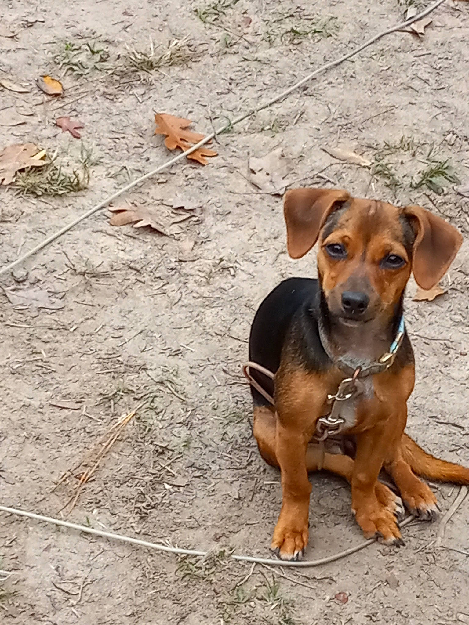 Abby is registered to the contest to win money with this photo: canidae, carnivore, collar, companion_dog, dog, dog_breed, dog_collar, dog_supply, hound, hunting_dog, liver, paw, pet_supply, soil, sporting_group, street_dog, terrestrial_animal, whiskers, working_animal, working_dog