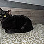 cat, black_cat, animal, pet, feline, bed, blanket, leopard_print, fur, resting, indoor, cozy, wood, headboard, eyes, whiskers, tail, sleeping, comfort, night