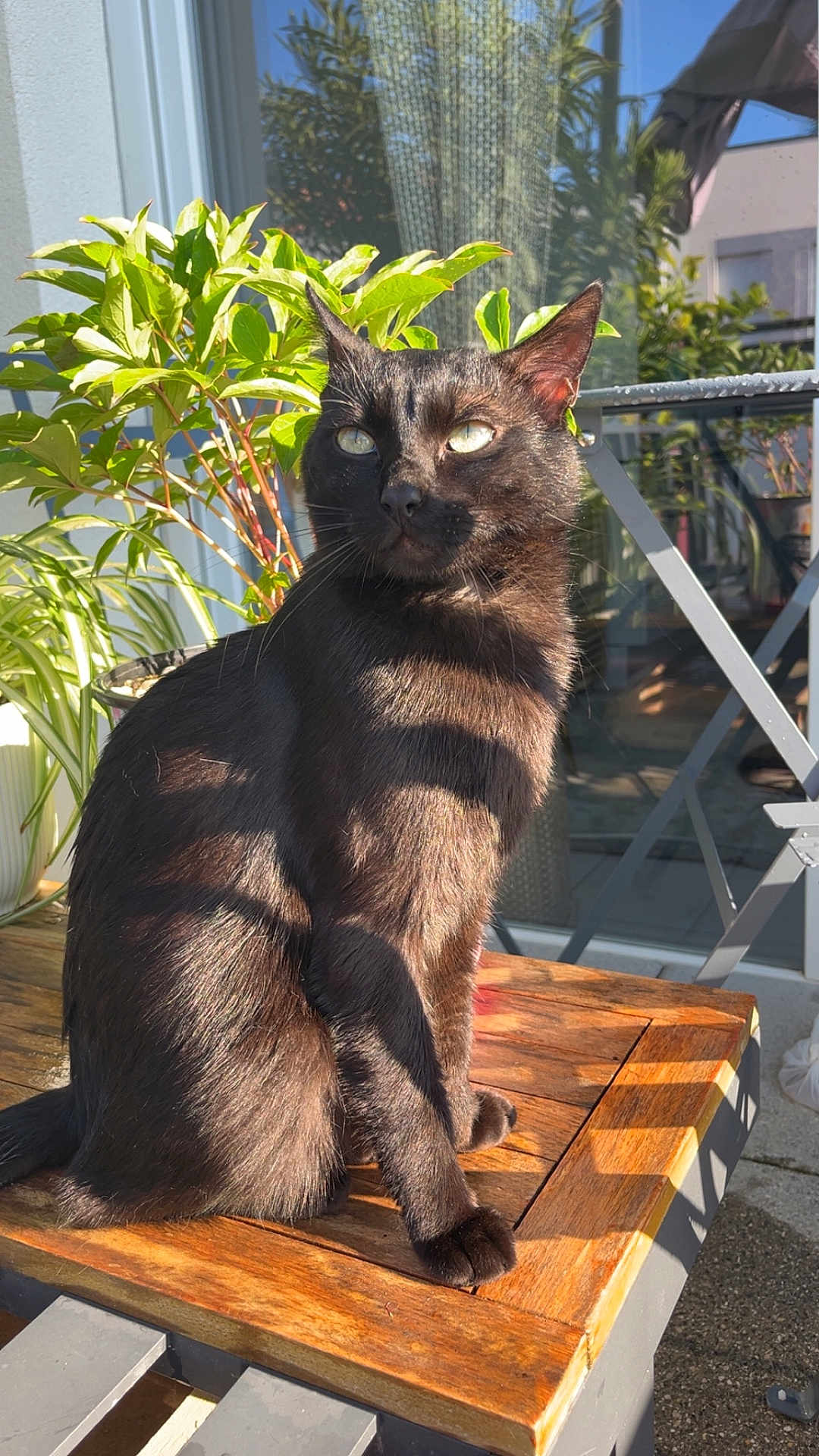 Gjile participe au concours pour gagner de l'argent avec cette photo : cat, black_cat, animal, pet, sunlight, wooden_table, plant, outdoor, shadow, reflection, window, balcony, greenery, domestic_cat, feline, sitting, daylight, nature, relaxation, fur