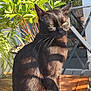 Gjile a rejoint le concours — aidez-le/la à gagner de superbes lots ! cat, black_cat, animal, pet, sunlight, wooden_table, plant, greenery, outdoor, window, glass_door, feline, fur, whiskers, shadow, relaxation, nature, daylight, domestic_animal, quiet