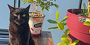 Gjile participe au concours pour gagner de l'argent avec cette photo : black_cat, cat, pet, animal, wooden_table, potted_plants, green_leaves, outdoor, balcony, sunlight, nature, flower_pot, bench, daylight, peaceful, feline, plant_pot, table, close_up, garden