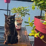 black_cat, cat, pet, animal, wooden_table, potted_plants, green_leaves, outdoor, balcony, sunlight, nature, flower_pot, bench, daylight, peaceful, feline, plant_pot, table, close_up, garden