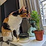 Idylle a rejoint le concours — aidez-le/la à gagner de superbes lots ! animal, calico_cat, cat, ceramic_bowl, curious, curtain, domestic, fur, furniture, greenery, houseplant, indoor, natural_light, pet, plant, pot, side_view, whiskers, white_surface, window