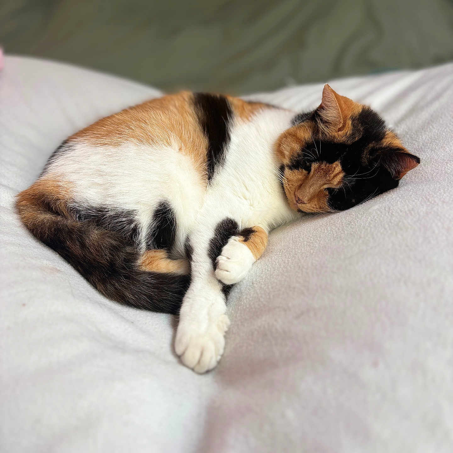 Idylle participe au concours pour gagner de l'argent avec cette photo : animal, bed, blanket, calico, cat, comfort, cozy, cute, feline, fur, indoor, mammal, nap, paw, pet, relaxed, resting, sleeping, soft, whiskers
