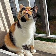 Idylle participe au concours pour gagner de l'argent avec cette photo : animal, balcony, calico_cat, cat, closeup, curious, daylight, feline, fur, metal_bars, nature, outdoor, pet, residential_building, shadow, sitting, sunlight, tree, whiskers, window