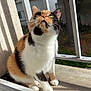 animal, balcony, calico_cat, cat, closeup, curious, daylight, feline, fur, metal_bars, nature, outdoor, pet, residential_building, shadow, sitting, sunlight, tree, whiskers, window