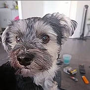 Tod a rejoint le concours — aidez-le/la à gagner de superbes lots ! dog, close_up, indoor, table, cup, miscellaneous_items, scruffy, brown_eyes, fur, pet, animal, looking_away, background_blur, domestic, small_dog, face, ears, snout, black_nose, whiskers
