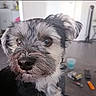dog, close_up, indoor, table, cup, miscellaneous_items, scruffy, brown_eyes, fur, pet, animal, looking_away, background_blur, domestic, small_dog, face, ears, snout, black_nose, whiskers