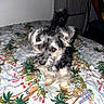 dog, small_dog, pet, bed, bedding, indoor, fur, curious, animal, cute, black_fur, white_fur, gray_fur, tropical_pattern, leaf_pattern, colorful, domestic_animal, companion, standing, adorable