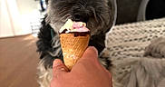 Tod participe au concours pour gagner de l'argent avec cette photo : dog, ice_cream, hand, cone, indoor, blanket, bed, curious, pet, home, furniture, living_room, cute, animal, mammal, paw, snout, fur, waiting, treat