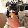dog, ice_cream, hand, cone, indoor, blanket, bed, curious, pet, home, furniture, living_room, cute, animal, mammal, paw, snout, fur, waiting, treat