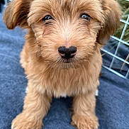 Rico Suave joined the competition — help win amazing prizes! puppy, dog, cute, fluffy, brown, pet, animal, canine, young, portrait, fence, soft, blanket, sitting, closeup, adorable, fur, ears, nose, outdoor
