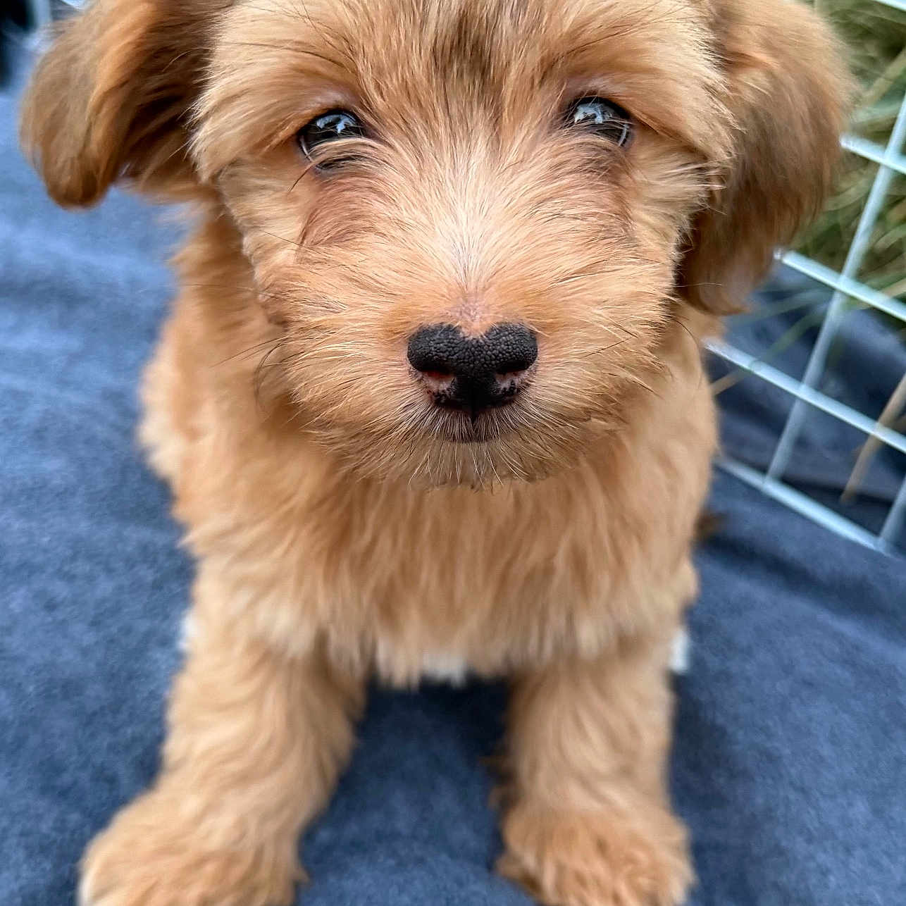 Rico Suave
