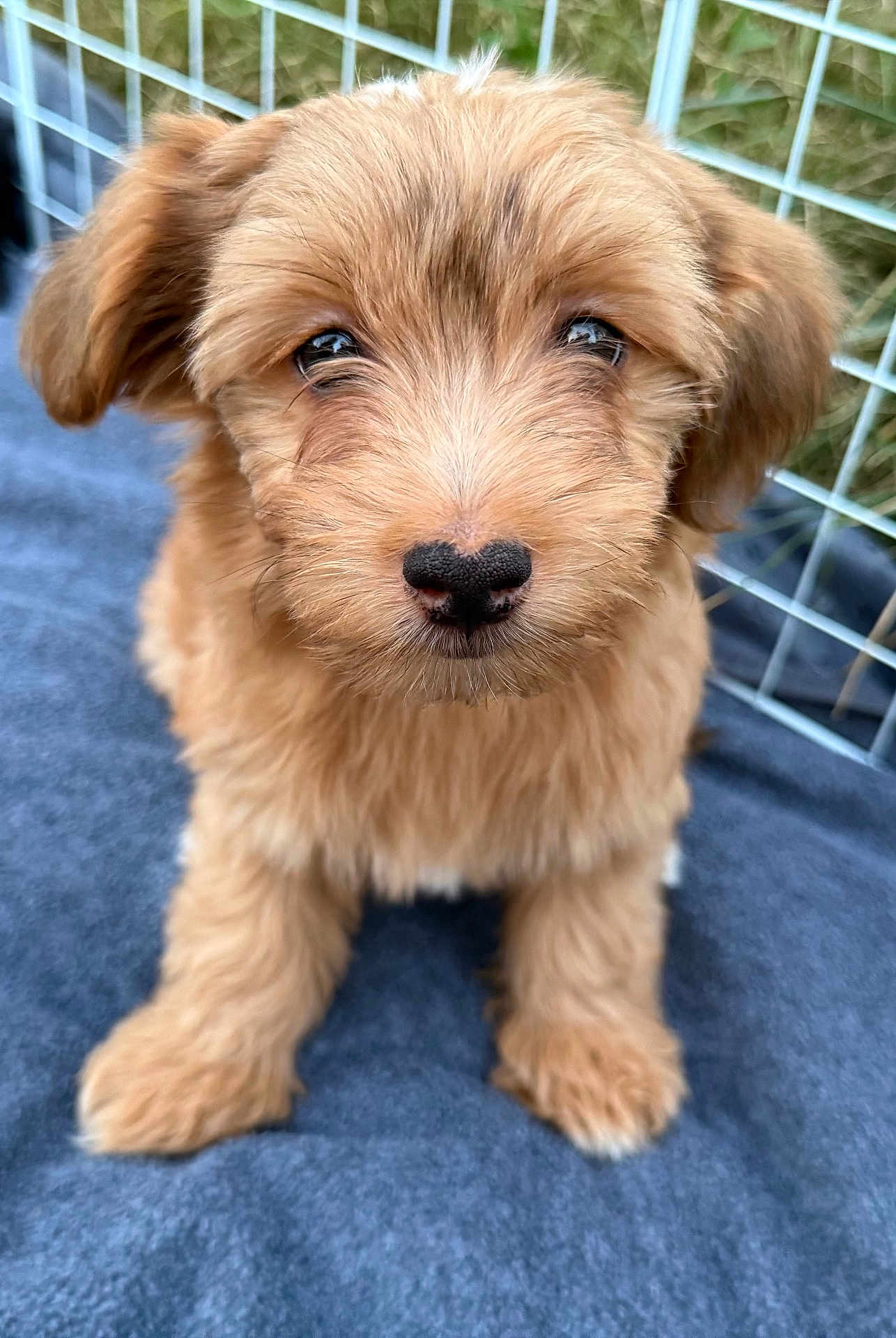 Rico Suave joined the competition — help win amazing prizes! puppy, dog, cute, fluffy, brown, pet, animal, canine, young, portrait, fence, soft, blanket, sitting, closeup, adorable, fur, ears, nose, outdoor