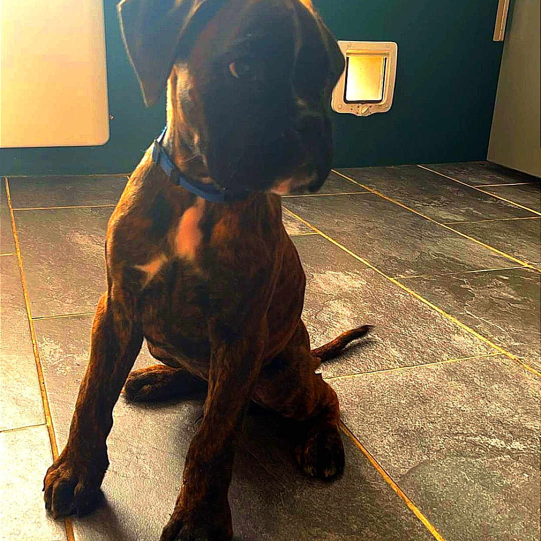 Voyou participe au concours pour gagner de l'argent avec cette photo : animal, black, brindle, brown, collar, curious, cute, dog, ears, floor, indoor, kitchen, light, pet, puppy, sitting, tile, waiting, window, young