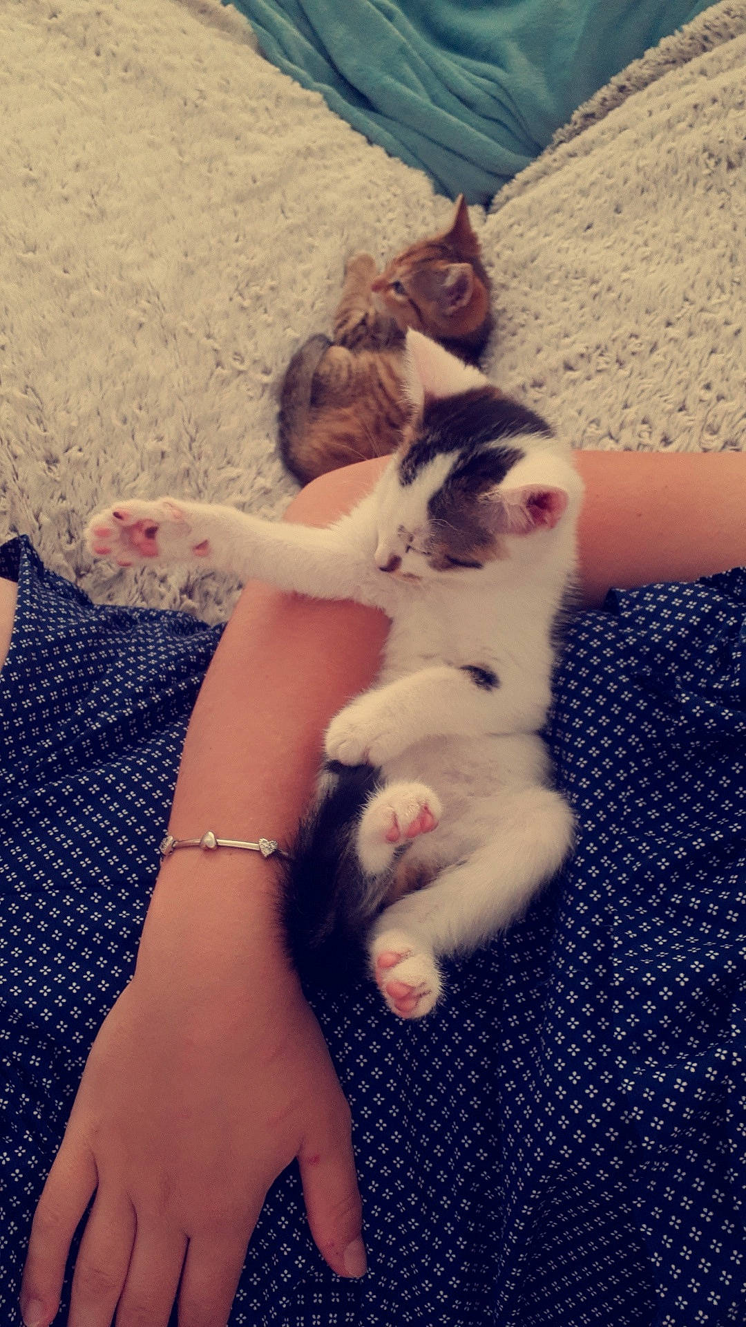 Moustache a rejoint le concours — aidez-le/la à gagner de superbes lots ! canidae, carnivore, cat, ear, fawn, felidae, finger, foot, gesture, kitten, leg, paw, polydactyl_cat, puppy, small_to_medium_sized_cats, turkish_van, whiskers