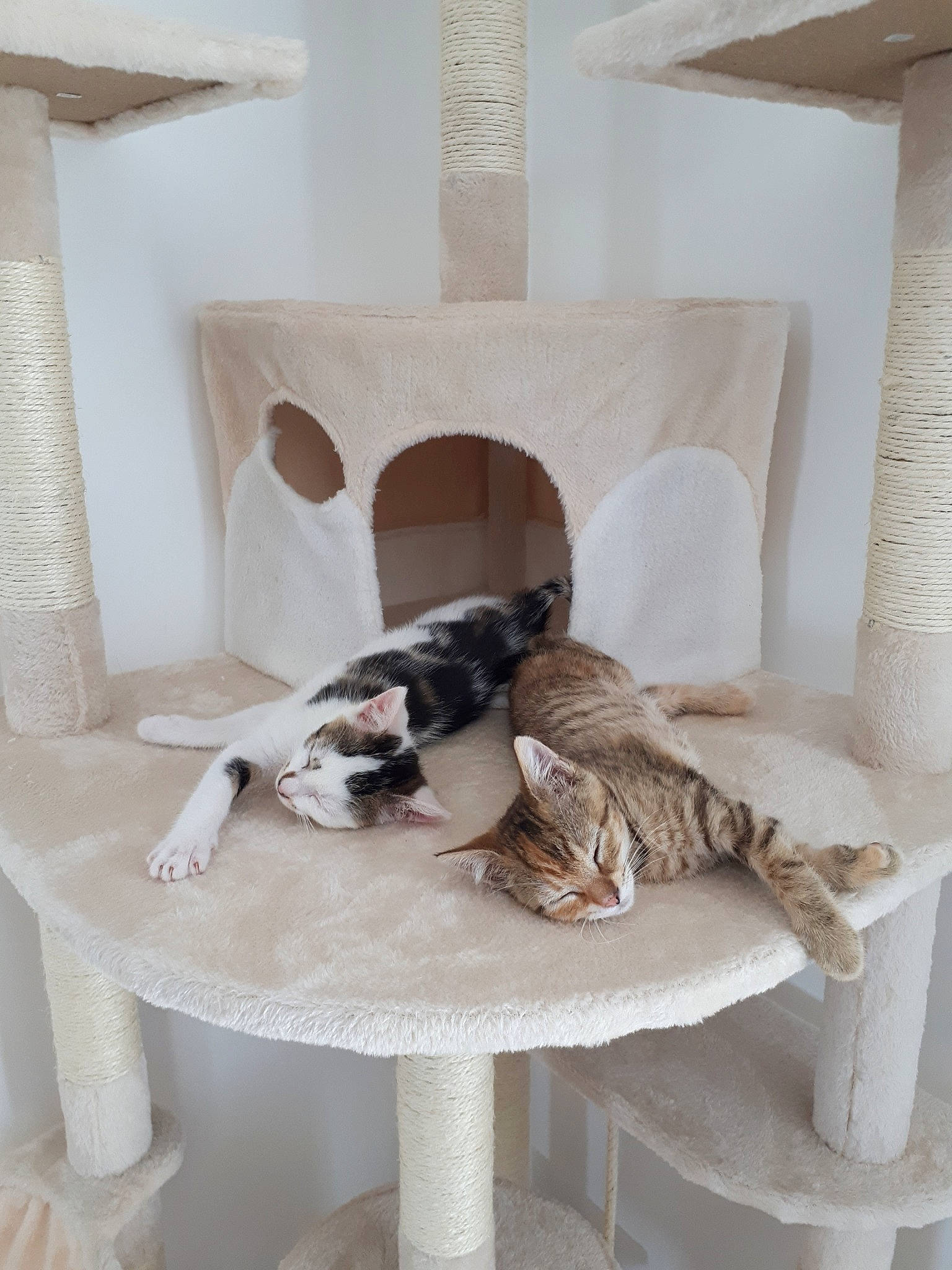 Moustache Et Noisette