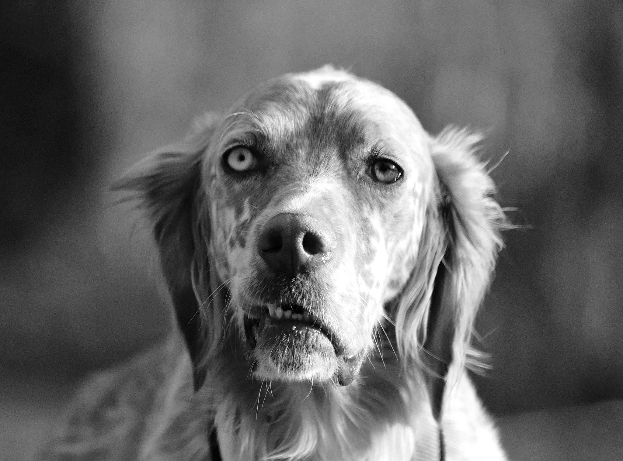 Charly a rejoint le concours — aidez-le/la à gagner de superbes lots ! black_and_white, canidae, carnivore, companion_dog, dog, dog_breed, english_setter, fur, irish_setter, mammal, monochrome, monochrome_photography, rare_breed_dog, retriever, setter, snout, sporting_group, style, vertebrate, whiskers