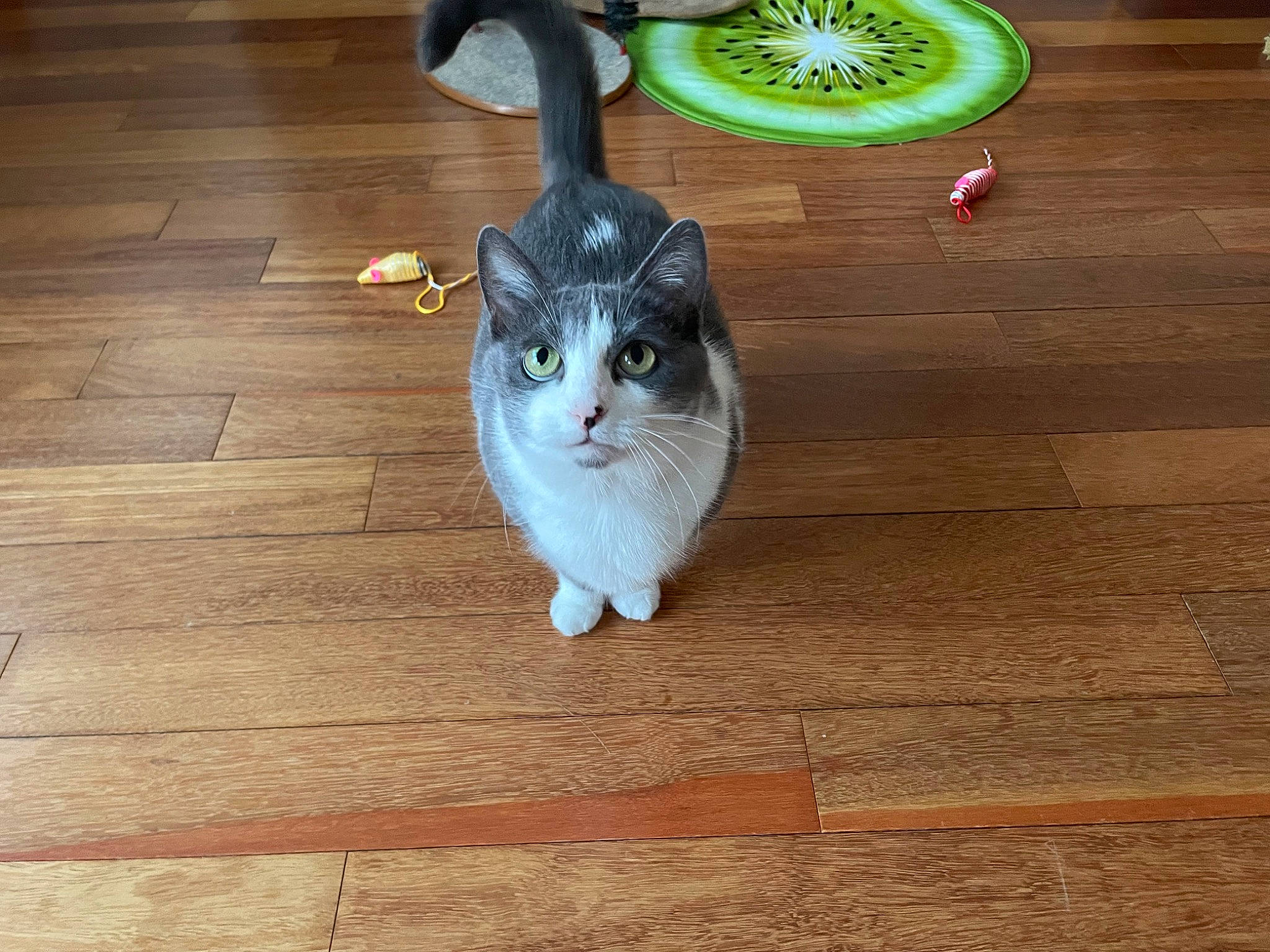 Kiwi a rejoint le concours — aidez-le/la à gagner de superbes lots ! carnivore, cat, citrus, domestic_short_haired_cat, felidae, floor, flooring, fur, hardwood, laminate_flooring, lemon, lime, plank, plate, small_to_medium_sized_cats, tail, whiskers, wood, wood_flooring, wood_stain